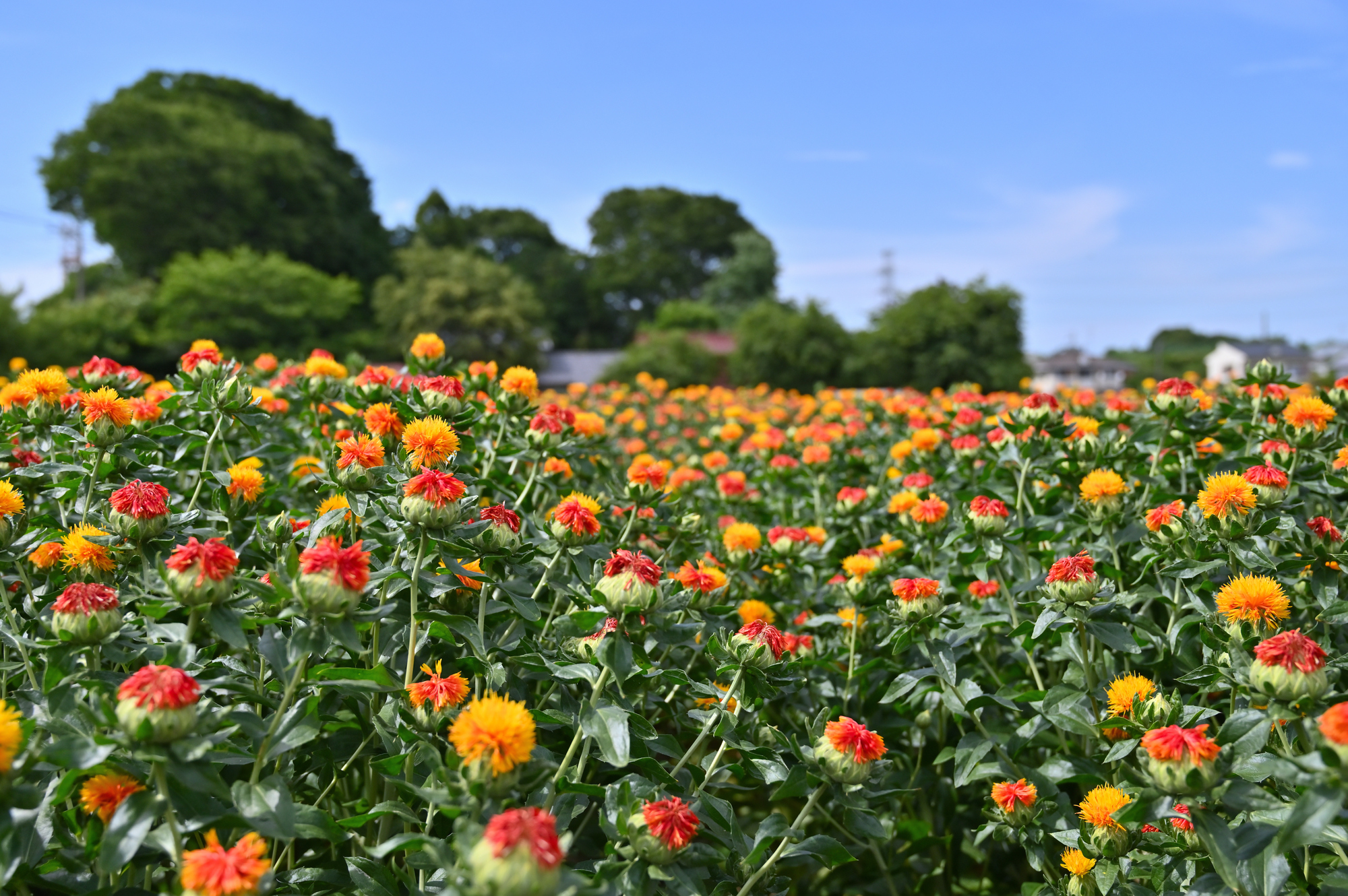 桶川市について