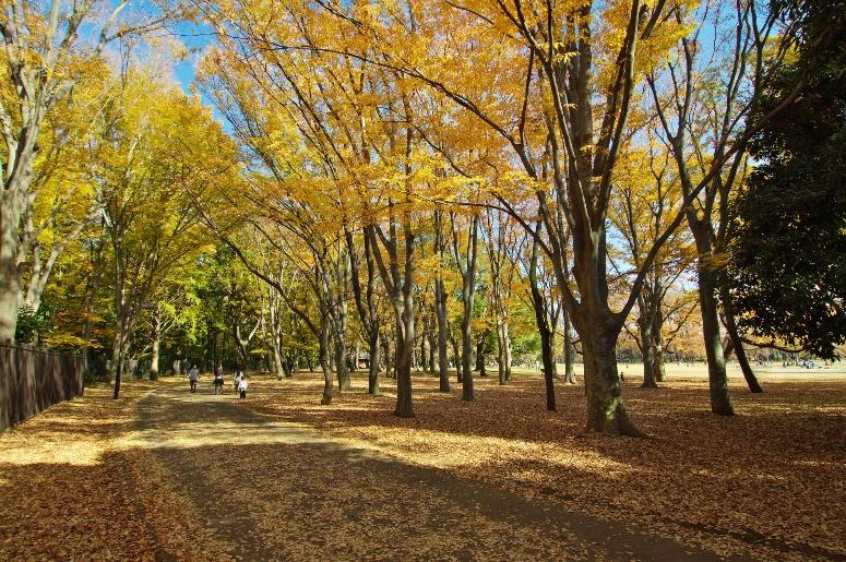 自然に囲まれた都市